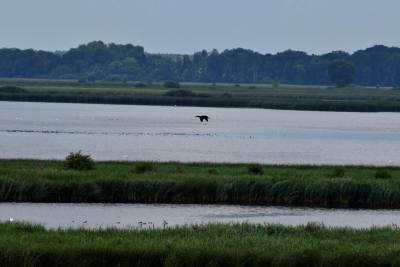 Stawy przemkowskie Stawy przemkowskie