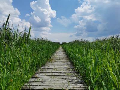 Stawy przemkowskie Stawy przemkowskie