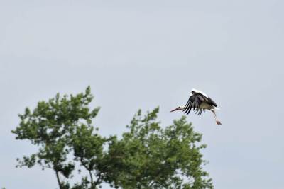 Zamek Grodziec Zamek Grodziec