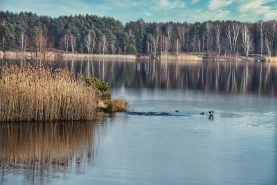 Jezioro Chechło Nakło Jezioro Chechło Nakło