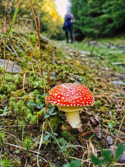 Cascada Măgura Cascada Măgura