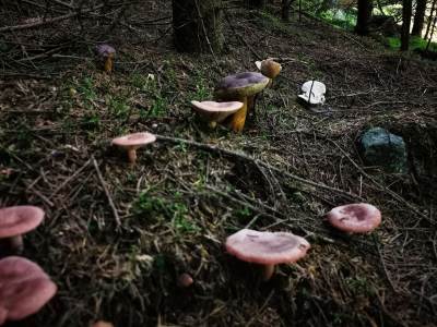 Cascada Măgura Cascada Măgura