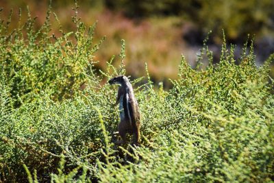 Fuerteventura Fuerteventura