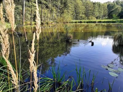 Ośrodek Balaton Ośrodek Balaton
