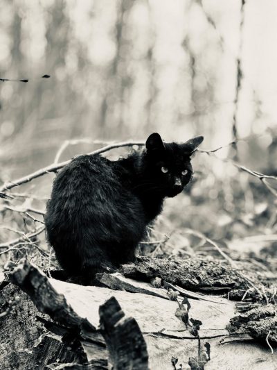 Cmentarz Ewangelicki w Pobiednej Cmentarz Ewangelicki w Pobiednej