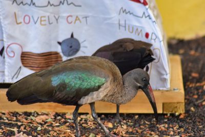 Fuertaventura Fuertaventura