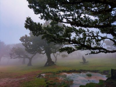Las Fanal [Lagoa de Fanal]