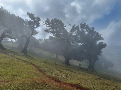 Las Fanal [Lagoa de Fanal]