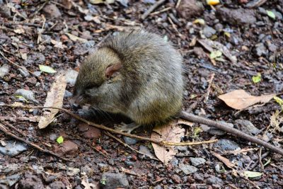Levada do Moinho Levada do Moinho
