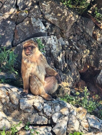 Gibraltar