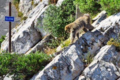 Gibraltar