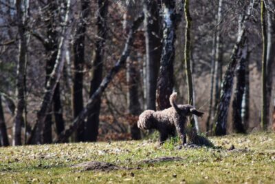 Jezioro Paprocańskie
